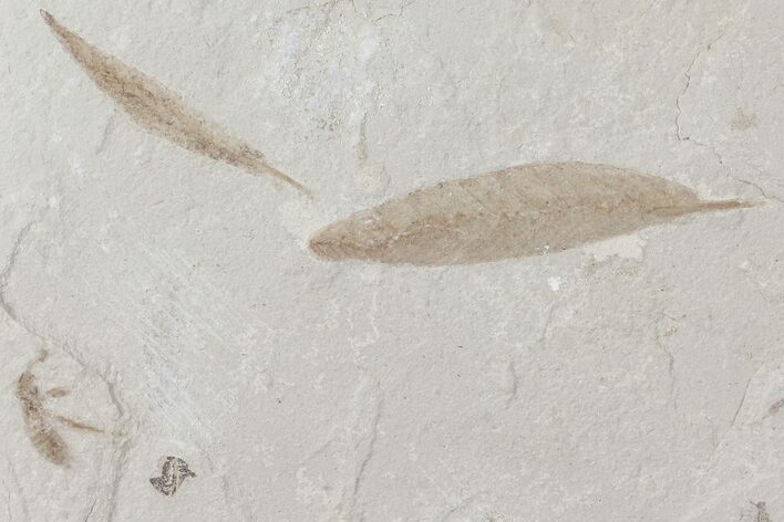 Fossil Leaves, Bee and Beetle - Green River Formation, Utah #109107